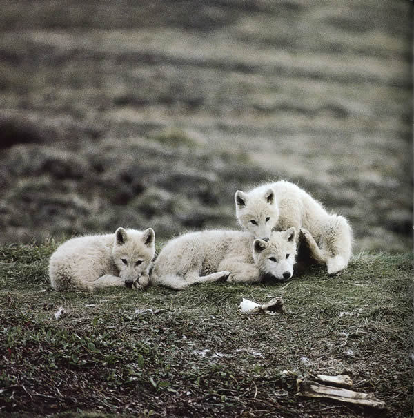 White Wolf : Wolves Cuddling Together For Warmth Will Melt Your Heart Cute Baby Arctic Wolf