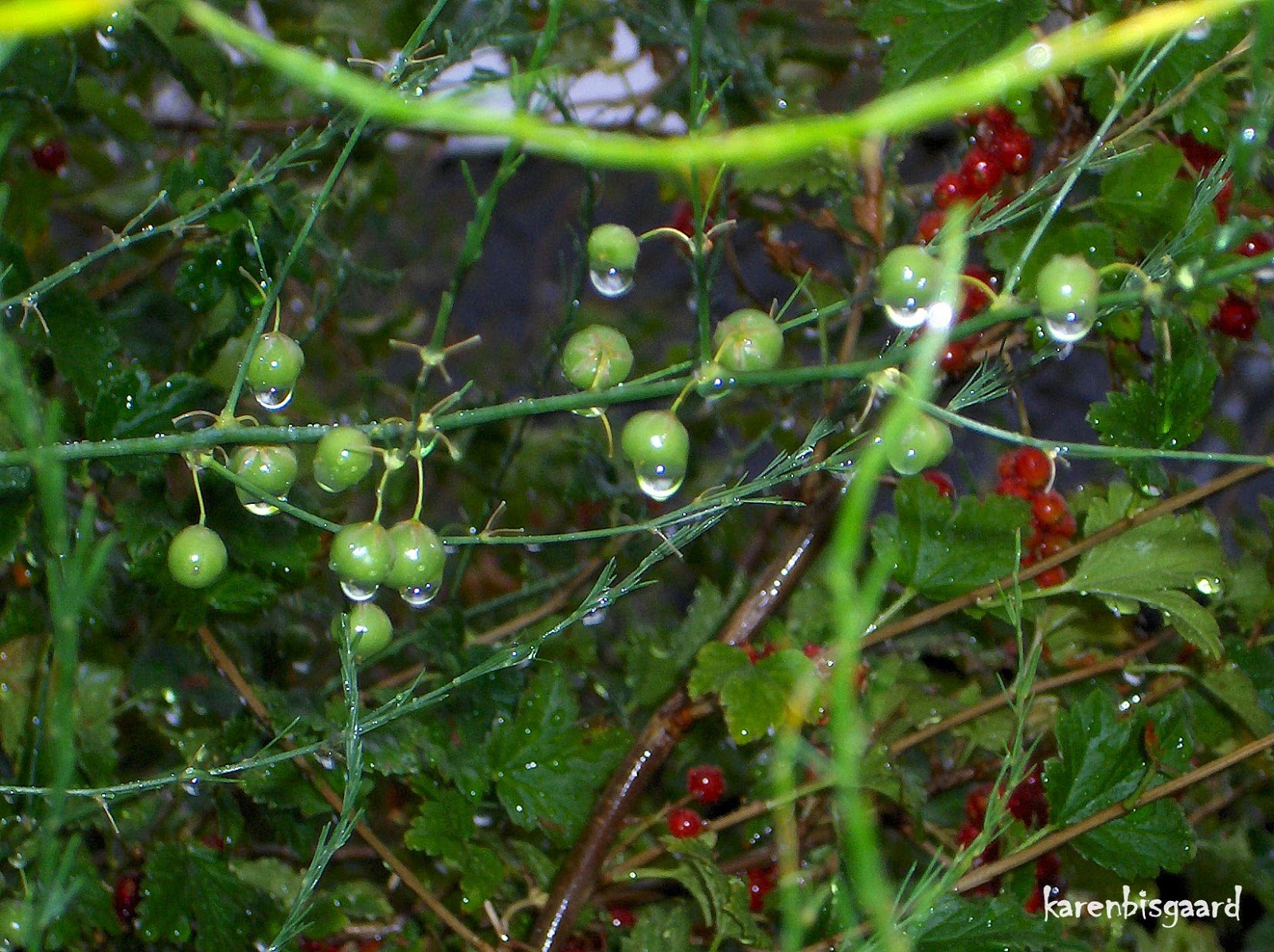 Karen`s Nature Photography Green Asparagus Berries with Raindrops.