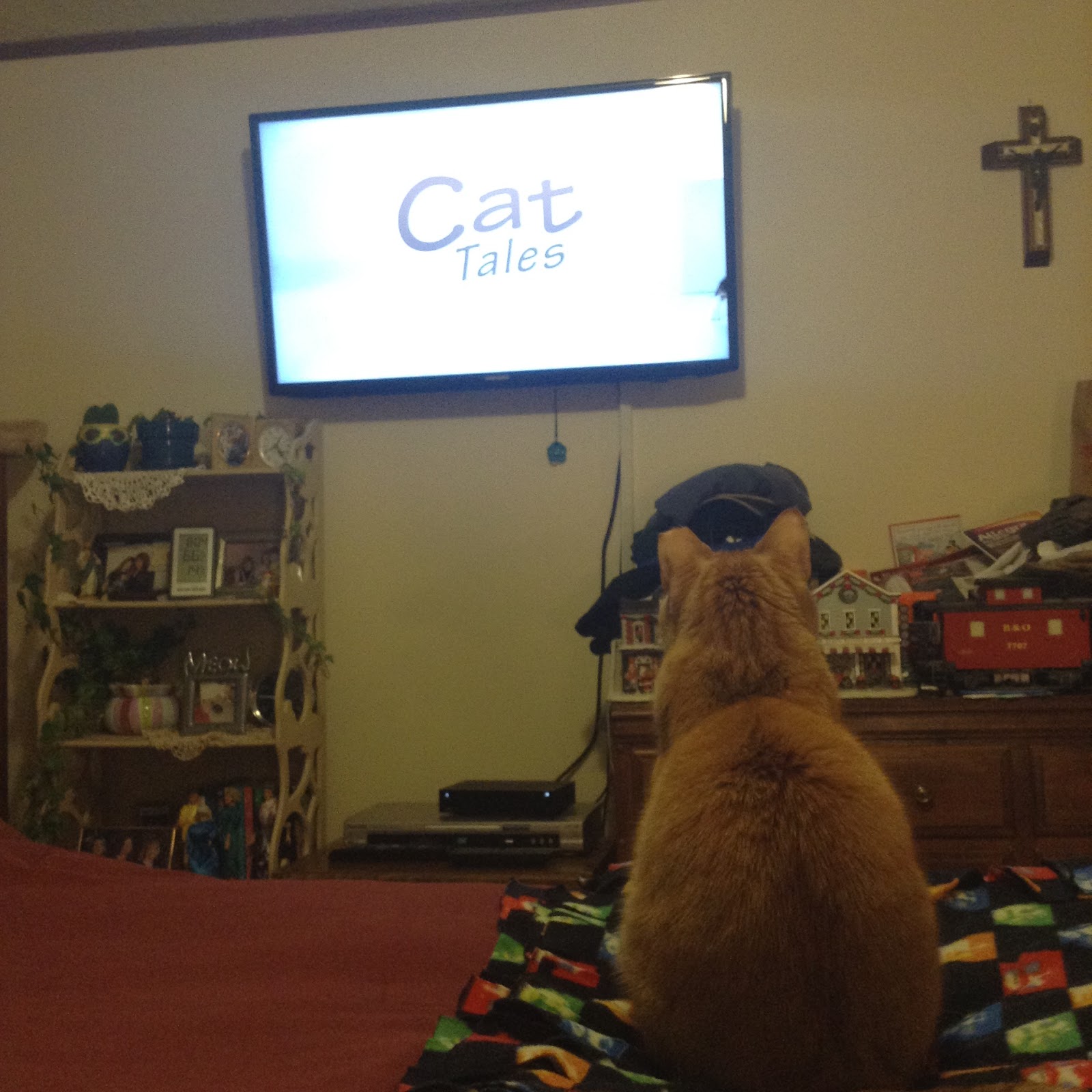 It's all about the cats! Cats on television