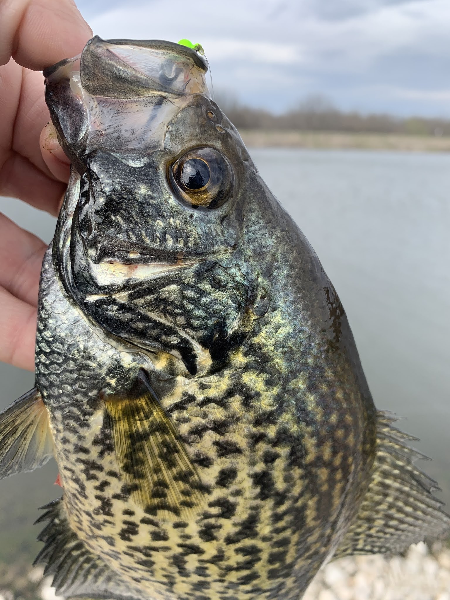 The Show Me Fly Guy Lone Jack Lake Fishing Report