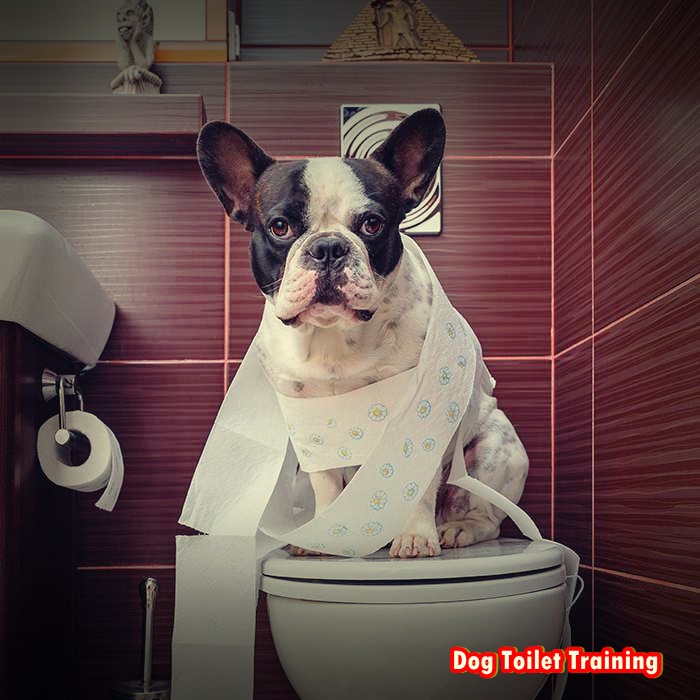 Dog Training Tips