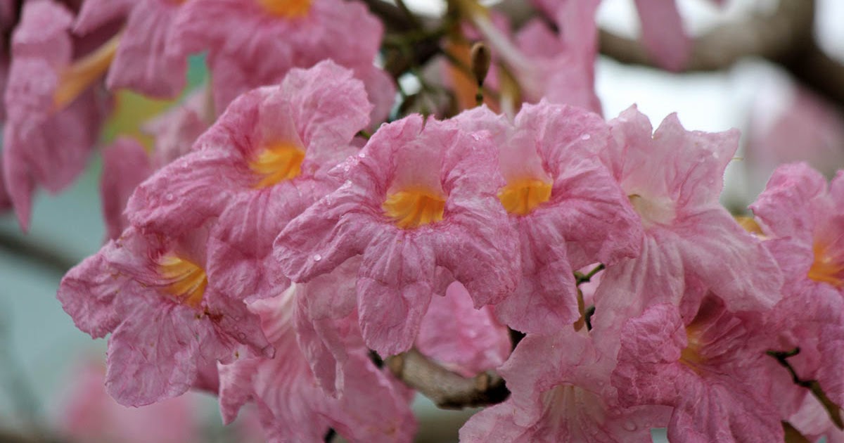 Mekarnya Bunga  Sakura  di Kawasan Industri Batamindo  Muka 