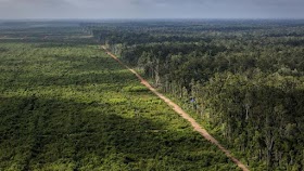 LSM: Penebangan Hutan di Papua Naik Saat Era Jokowi