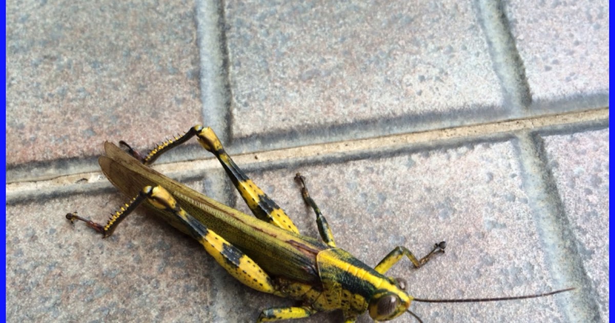 Eat what, Eat where? The Cat and the