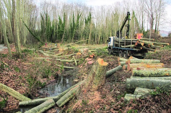 naturaleza: la tala de arboles