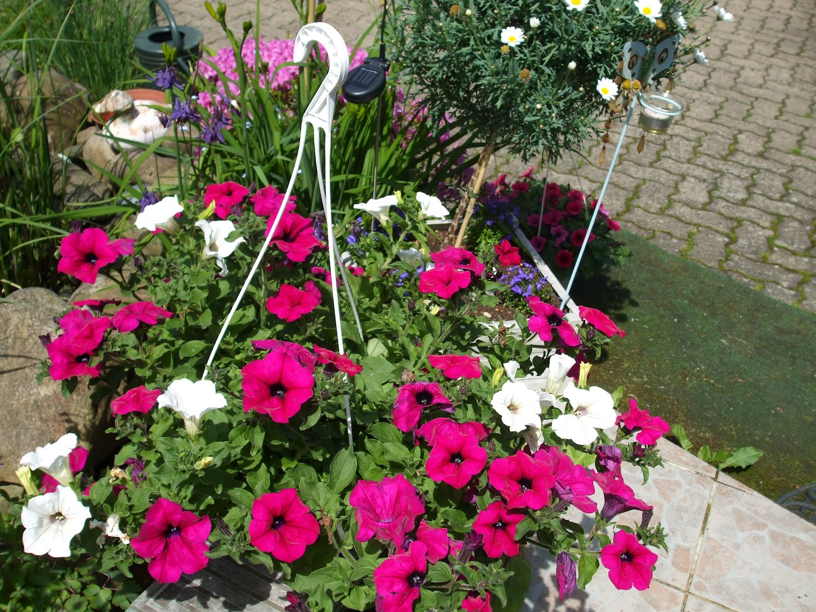 blumenampel petunien