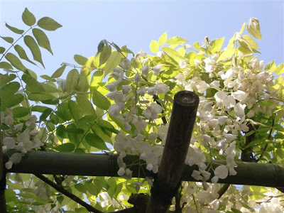 �򖭎��̃t�W