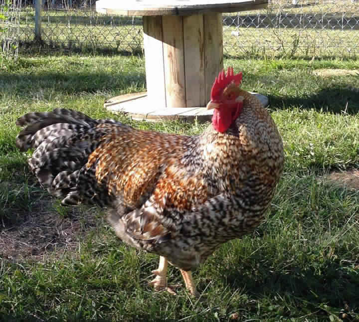 Gypsy Chick Farms: Bielefelder Chickens the “über chicken”