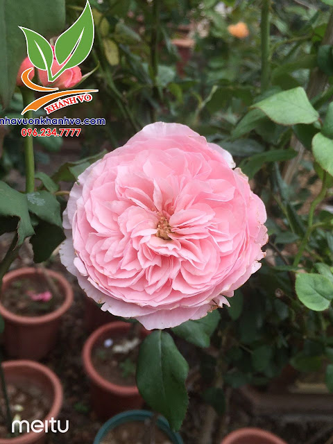 Cây hoa Hồng Tree Rose cực đẹp - giá yêu thương 7485c6d3a11643481a07_result