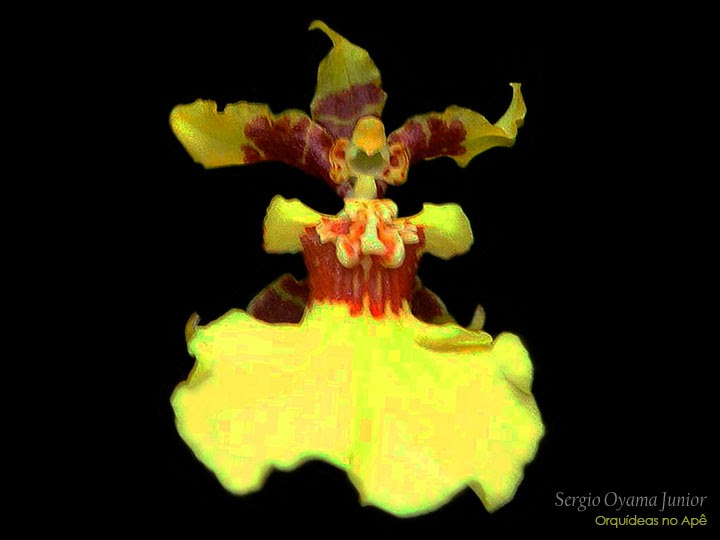 Orquídeas no Apê: Orquídea Oncidium flexuosum
