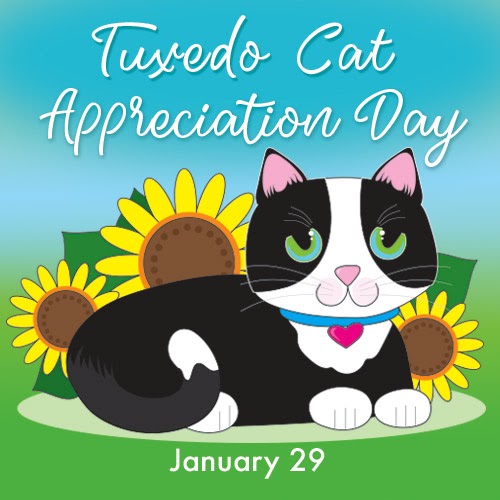 Catsastropic Events ALL Kozmo Feline Friday! Tuxedo Cat