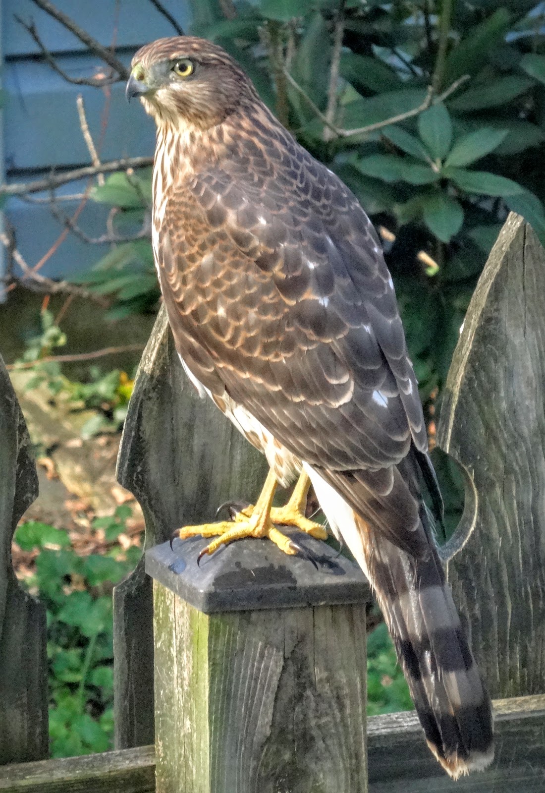 Love, Joy and Peas Cooper's Hawk for Wild Wednesday
