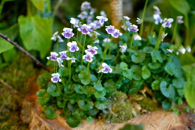 Chelsea in Bloom Monica Vinader