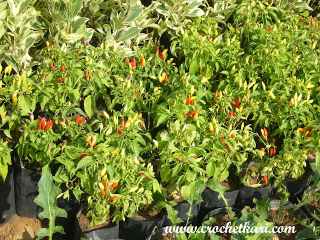 Ahmedabad flower show Red chillies