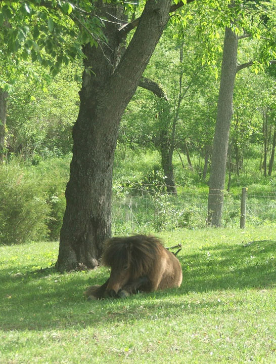 Indiana Miniature Horses Are miniature horses safe at night?