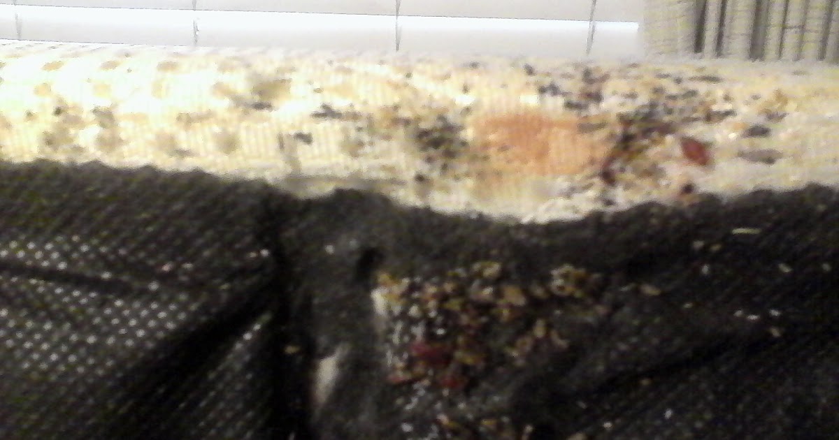 Bed Bugs Colony Of Bed Bugs Hidden Under Couch