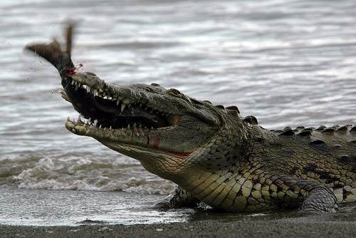 Would A Freshwater Croc Eat A Dog Would A Freshwater Croc Eat A Dog