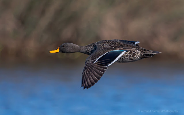 Yellow-Billed Duck in Flight Table Bay Nature Reserve Woodbridge Island Copyright Vernon Chalmers Photography