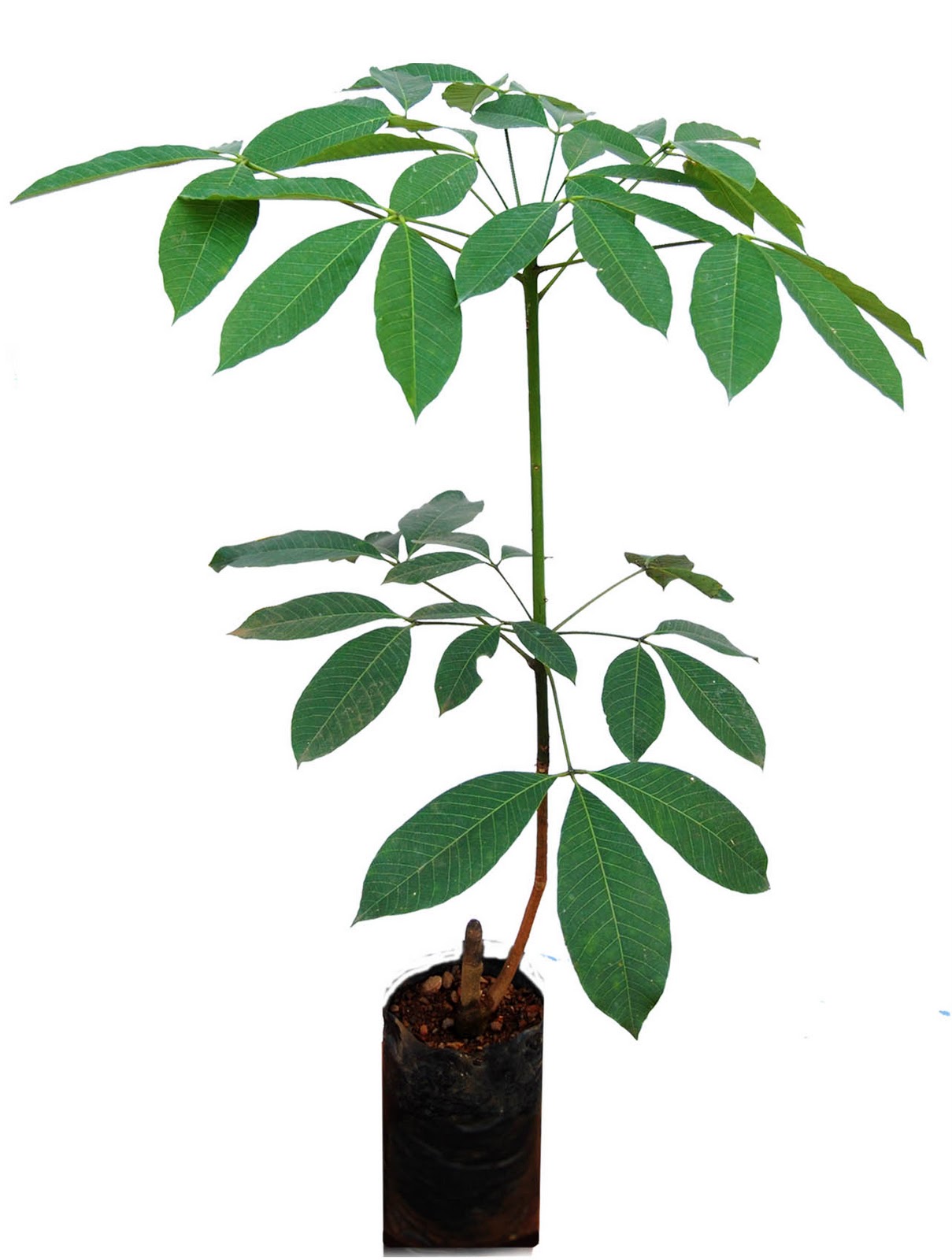 SAGAR RUBBER NURSERY SINGLE RUBBER PLANT