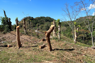 fence posts on farm in Puriscal