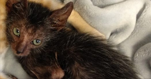 wolf cat kitten