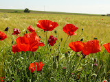 Amapolas en el campo