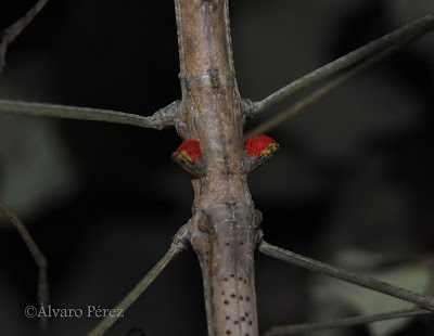 Phaenopharos khaoyensis