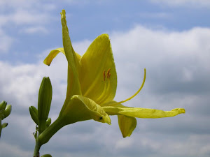 田舎暮らし物件の購入目的は？ Blog の花