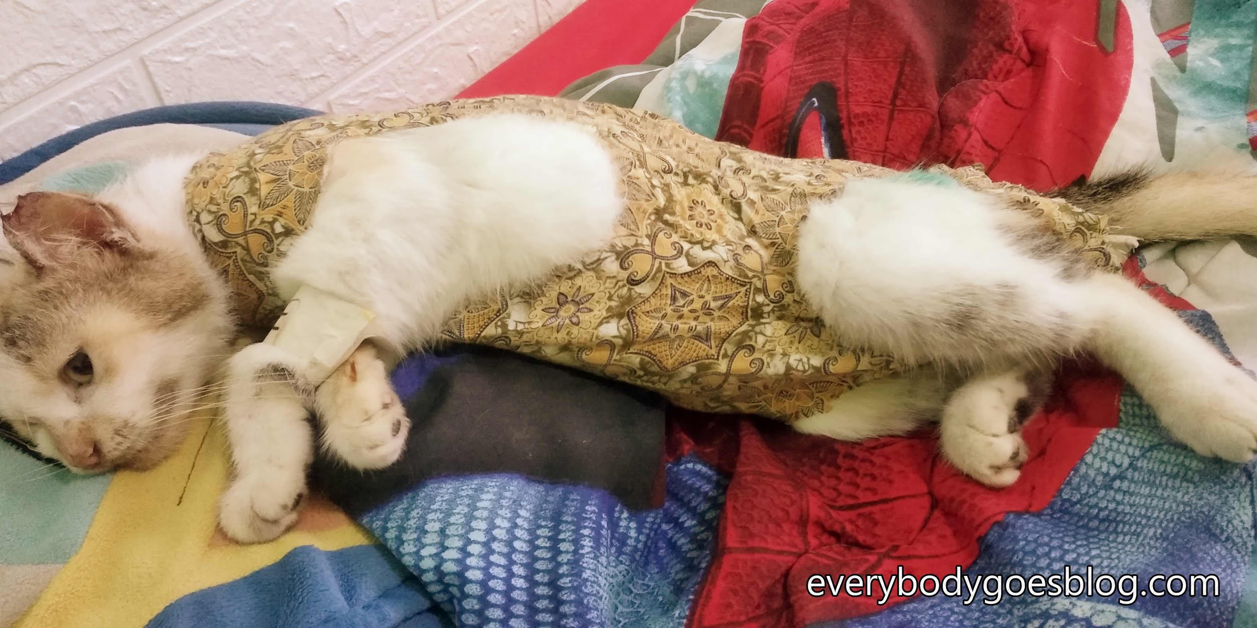 Pengalaman Steril Subsidi Untuk Kucing Betina