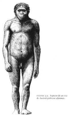 Australopithecus afarensis