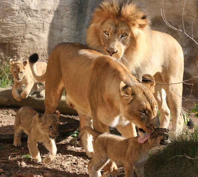 Trabajar en el zoo: Cuidados del león
