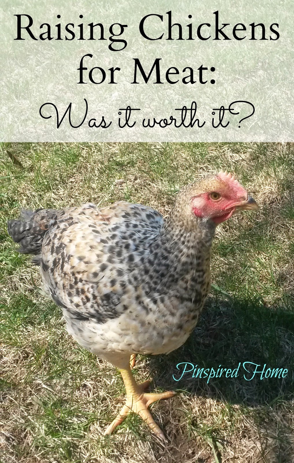 Pinspired Home Our Experience Raising Meat Chickens