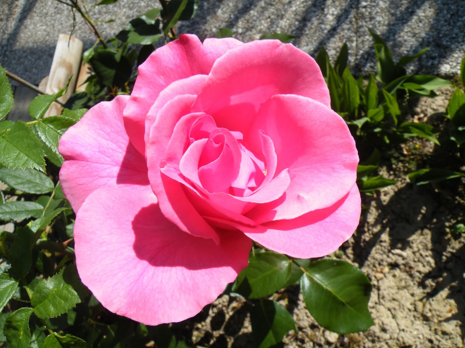 du-four-au-jardin-et-mes-dix-doigts: roses encore