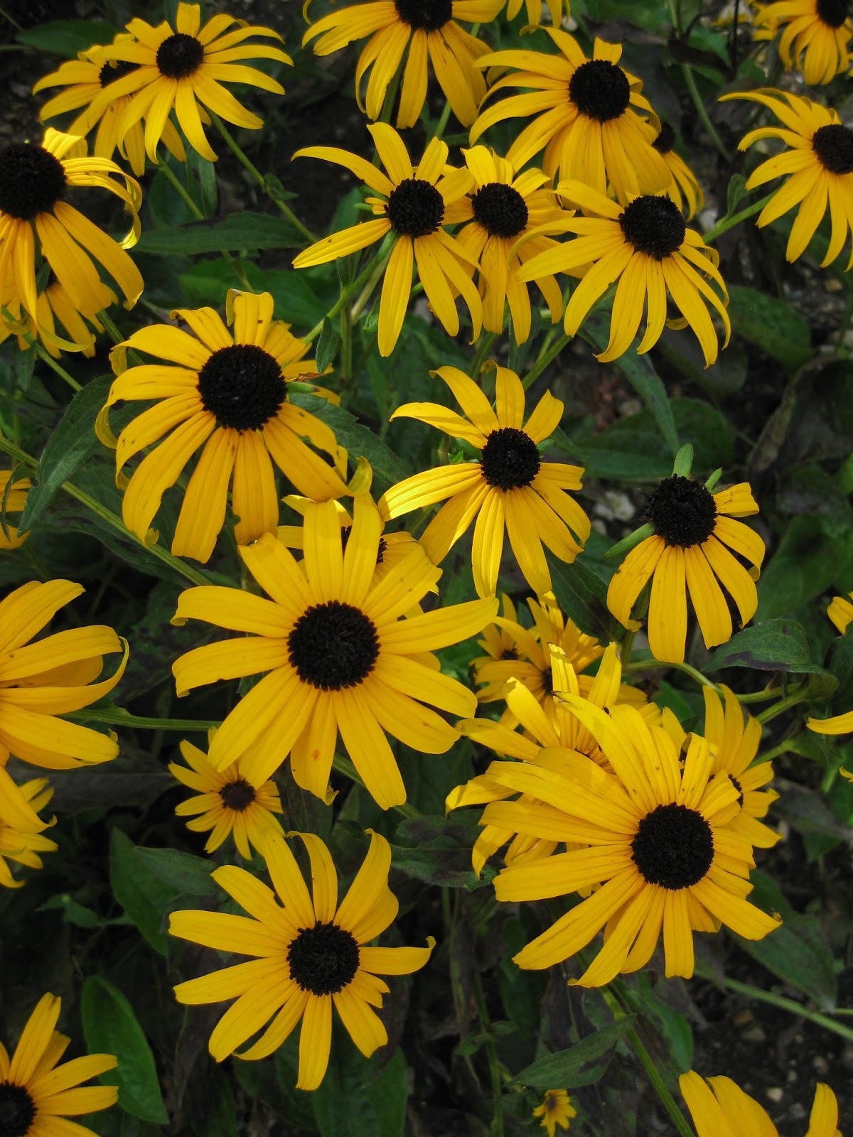 Rotary Botanical Gardens Hort Blog Rudbeckias