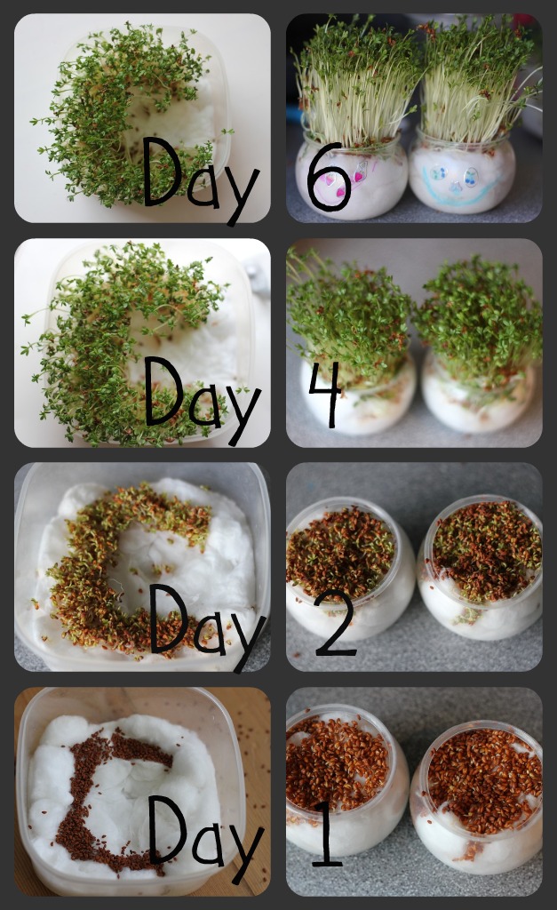 Growing Cress Heads and Cress Initials! - The Imagination Tree