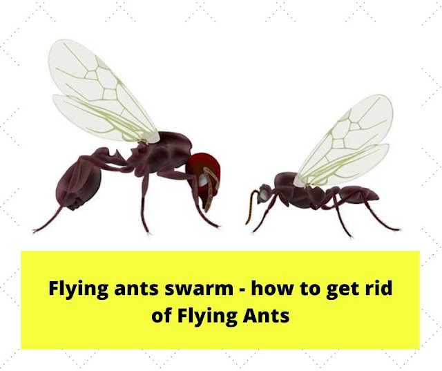 Flying ants swarm - how to get rid of Flying Ants Flying ants swarm - how to get rid of Flying Ants