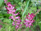 Fumaria officinalis