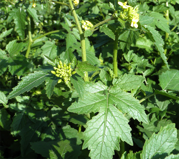 mustard, how to grow mustard, growing mustard, guide for growing mustard, tips for growing mustard, growing mustard organically, growing mustard in home garden, growing mustard organically in home garden, how to start growing mustard, growing mustard for seeds, growing mustard for greens