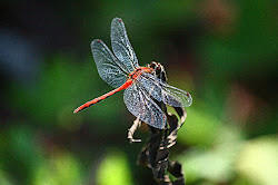 dragonfly species handsome