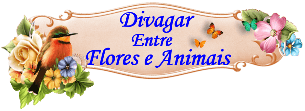 Divagar entre FLORES - ANIMAIS - NATUREZA