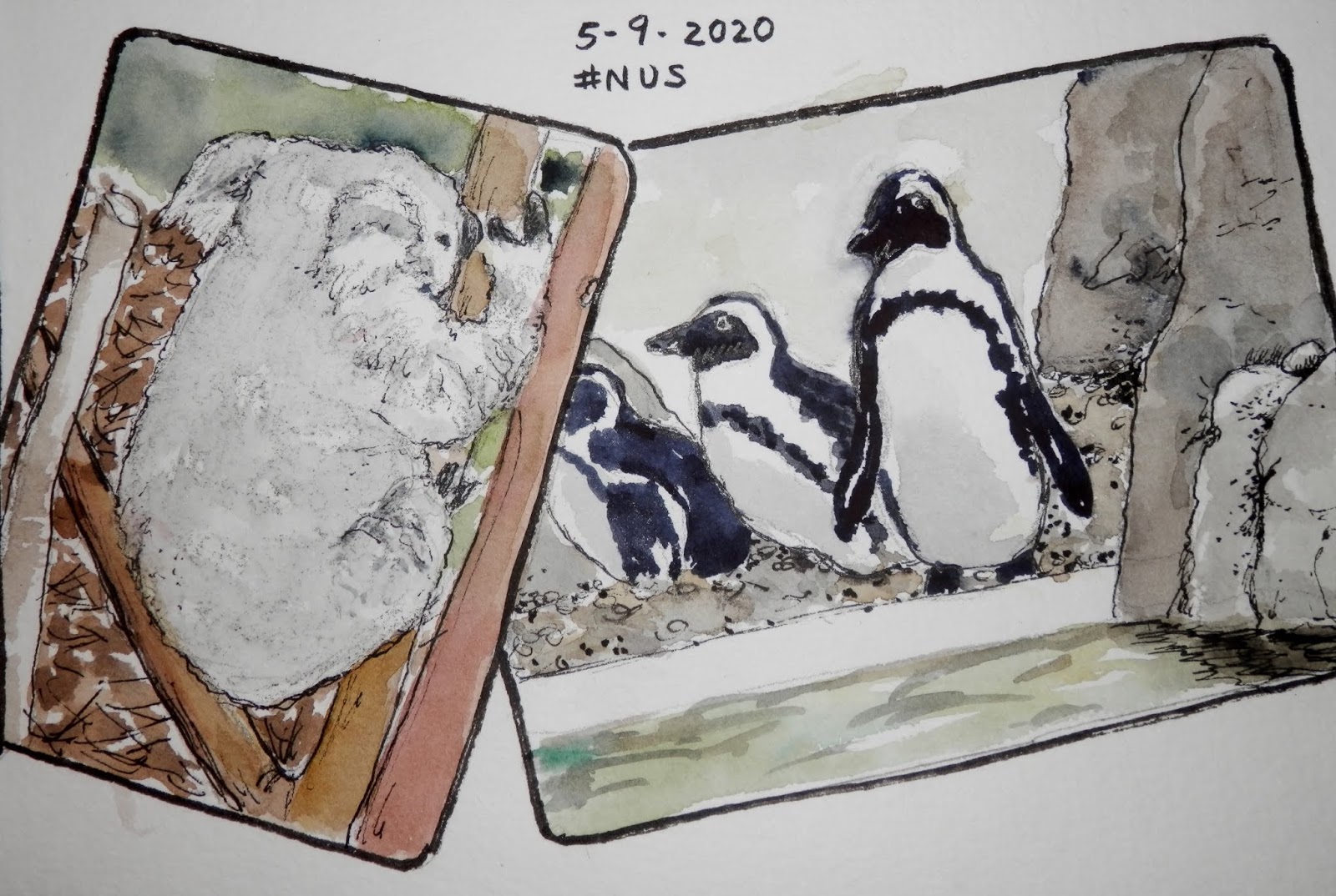 Watercolors by Joan 2: San Diego Zoo