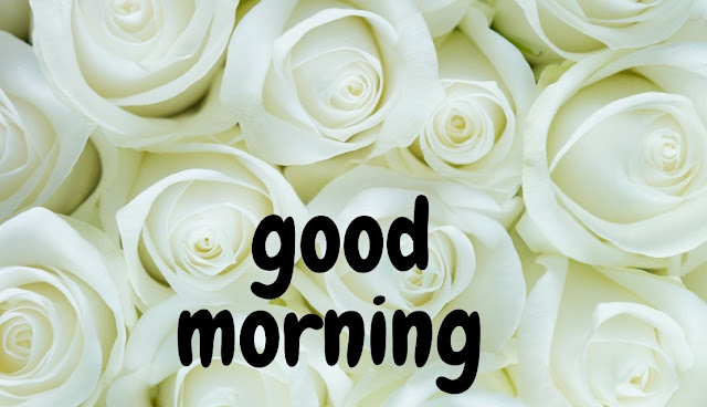 good morning white rose Image