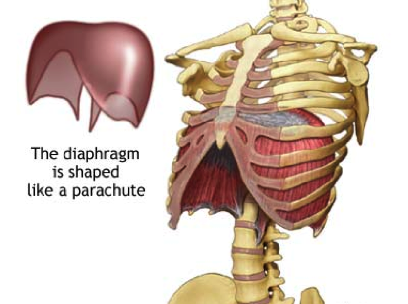 Thoracic Diaphragm Yoga and Medical Science