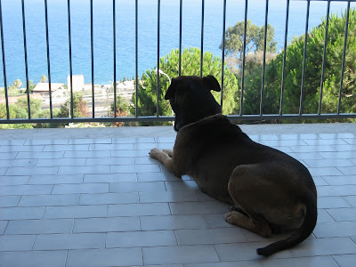 I cani non sono tutti uguali - Casa Editrice I cani non sono tutti uguali - Casa Editrice