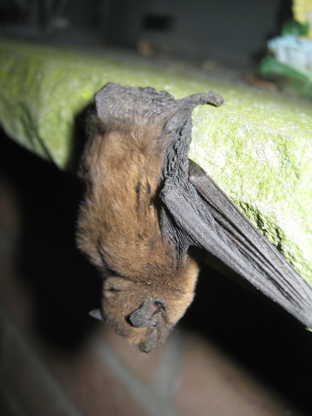 Katja's Lesewolke: Fledermaus