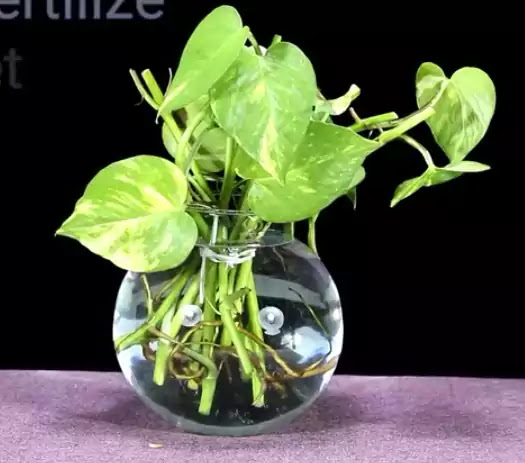 Money plant in water