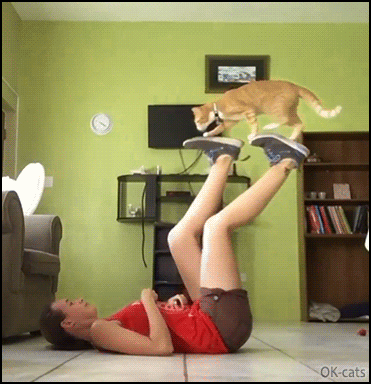Amazing Cat GIF • Check out an amazing new workout plan with a graceful cat Amazing Cat GIF • Check out an amazing new workout plan with a graceful cat