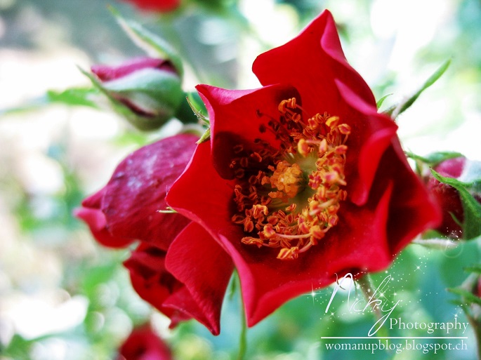 Ist Das Ein Traum Heilung Von Psychischem Trauma Und Krankheit