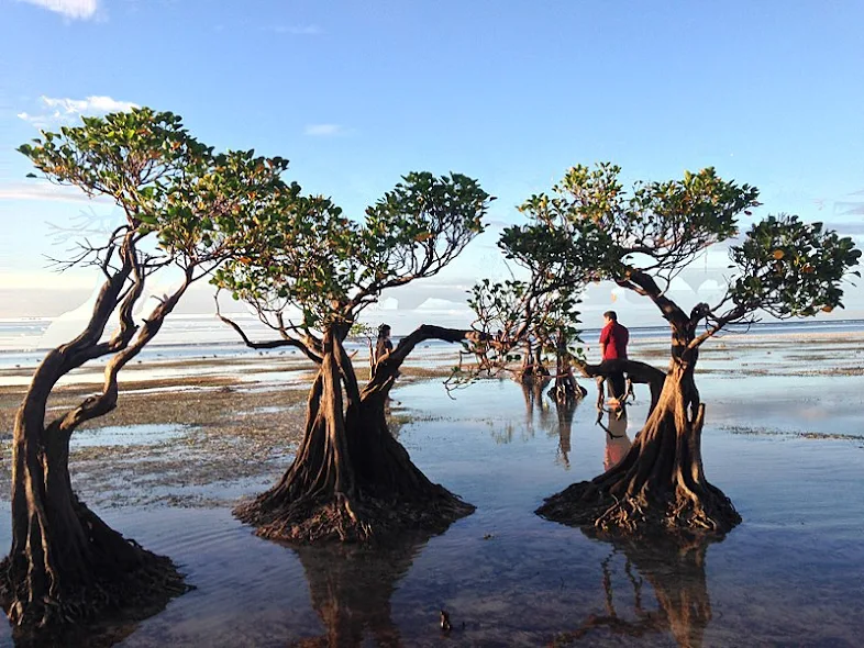 Mangrove di Nusa Tenggara Timur, Indonesia