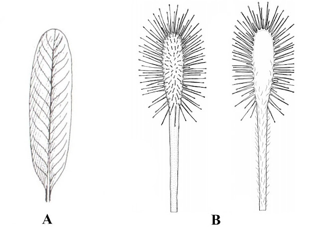tipos-de-plantas-carnívoras-drosera-guia-de-identificação